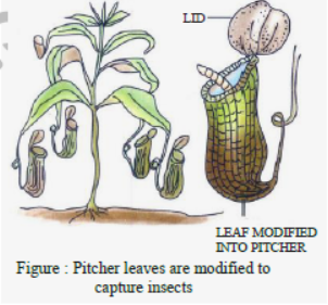 Class 7 Science Nutrition in Plants Exam Notes