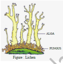 Class 7 Science Nutrition in Plants Exam Notes