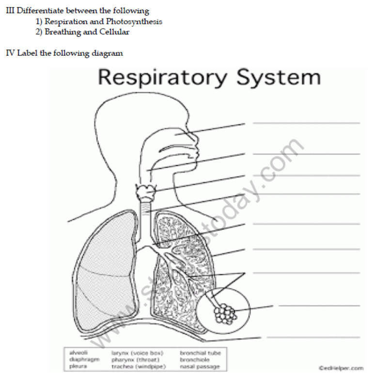 Class 7 Respiration in Organisms Important Questions VBQs
