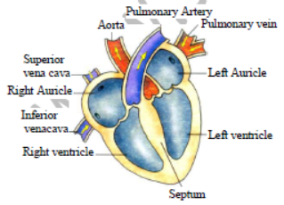 Class 7 Science Transportation and Excretion Exam Notes