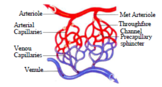 Class 7 Science Transportation and Excretion Exam Notes