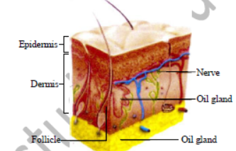 Class 7 Science Transportation and Excretion Exam Notes