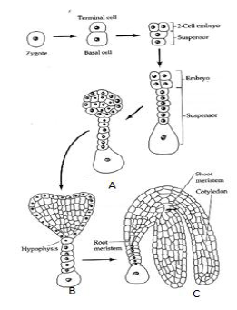 Double Fertilisation_1