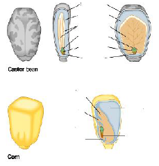 Double Fertilisation_2