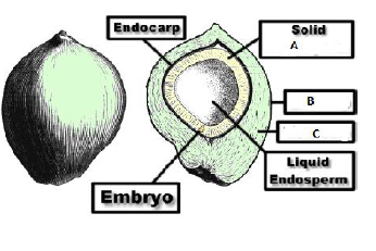 Double Fertilisation_3