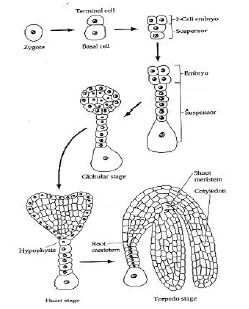 Double Fertilisation_4