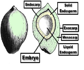 Double Fertilisation_6