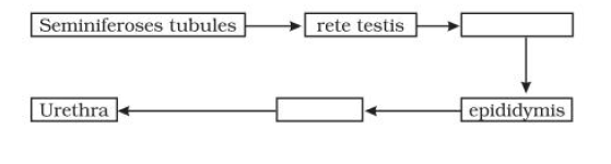 Male and female Reproductive System