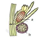 Sexual reproduction