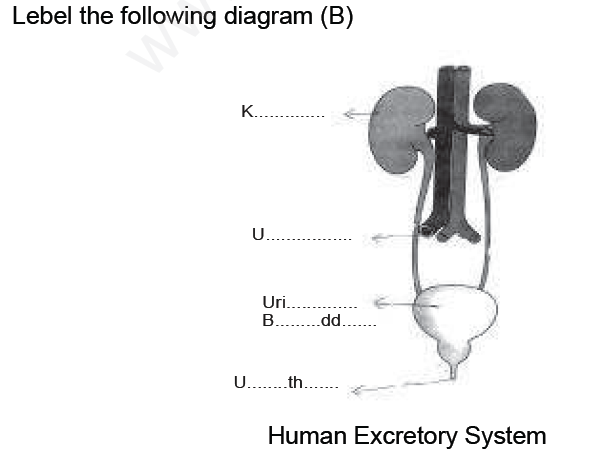 CBSE Class 7 Science Transportation in Animals and Plants Assignment