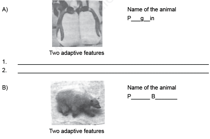 Weather,climate and Adaptation of animals to climate