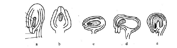 ovule