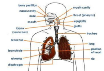 CBSE Class 10 Science Life Processes Notes Set C