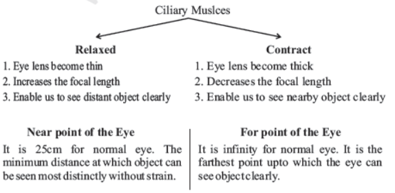 CBSE Class 10 Science The Hyman Eye And The Colourful World Notes