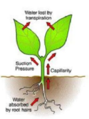 CBSE Class 10 Science Transportation In Plants And Animals Notes