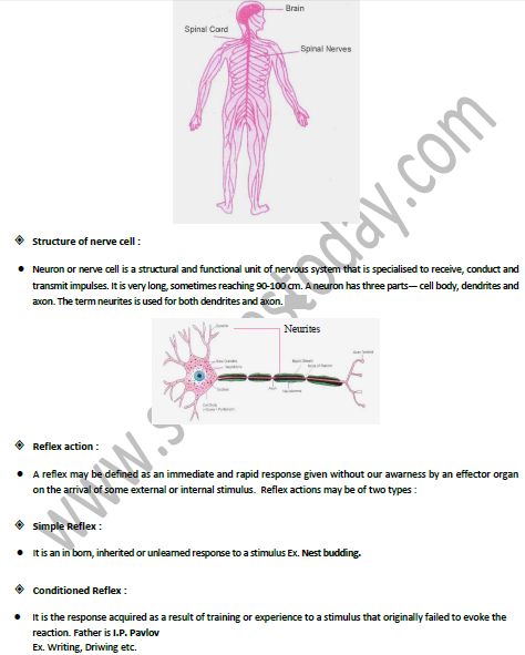 Class 10 Science Control and Coordination Exam Notes