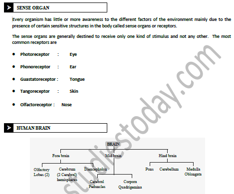 Class 10 Science Control and Coordination Exam Notes