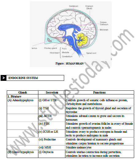 Class 10 Science Control and Coordination Exam Notes