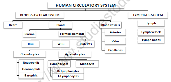 CBSE Class 11 Biology Body Fluids And Circulation Worksheet Set C 1