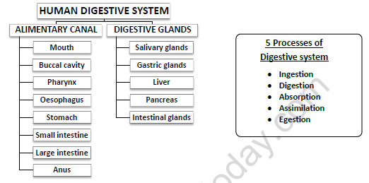 CBSE Class 11 Biology Digestion And Absorption Worksheet Set F 1