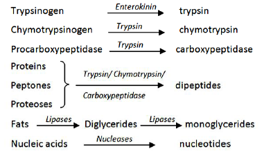 CBSE Class 11 Biology Digestion And Absorption Worksheet Set F 7