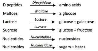 CBSE Class 11 Biology Digestion And Absorption Worksheet Set F 8