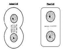 CBSE Class 11 Biology Sample Paper Set C