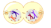 CBSE Class 11 Biology Sample Paper Set I Solved