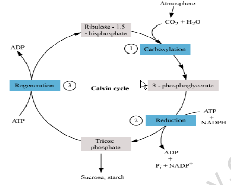 CBSE Class 11 Biology Worksheet Set F Solved 1