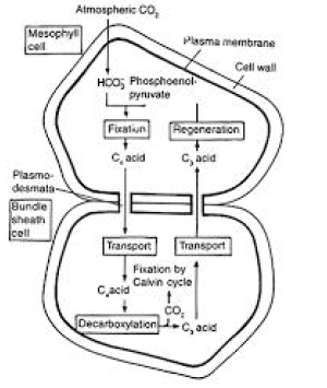 CBSE Class 11 Biology Worksheet Set G Solved 1