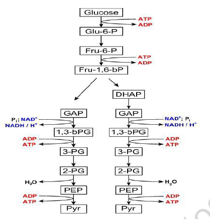 CBSE Class 11 Biology Worksheet Set H Solved 1