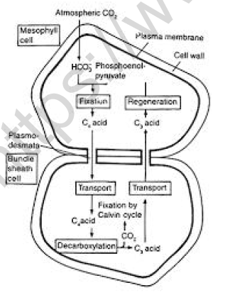 CBSE Class 11 Biology Worksheet Set H Solved 2