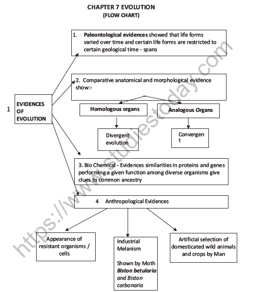 CBSE Class 12 Biology Evolution Question Bank 3