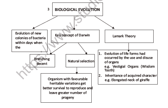 CBSE Class 12 Biology Evolution Question Bank 5