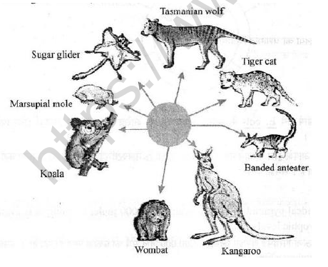 CBSE Class 12 Biology Evolution Worksheet Set A 1