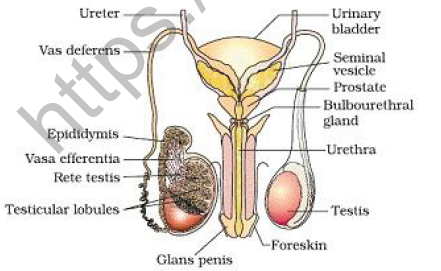 CBSE Class 12 Biology Human Reproduction Worksheet 1