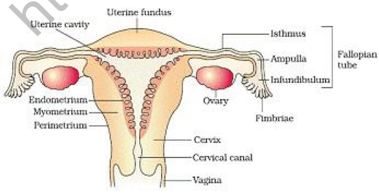 CBSE Class 12 Biology Human Reproduction Worksheet 2