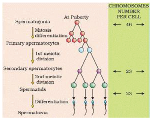 CBSE Class 12 Biology Human Reproduction Worksheet 3