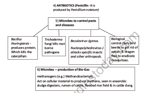 CBSE Class 12 Biology Microbes In Human Welfare Worksheet Set C 4