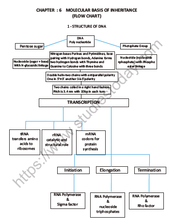 CBSE Class 12 Biology Molecular Basis of Inheritance Question Bank 1