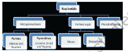 CBSE Class 12 Biology Molecular Basis of Inheritance Worksheet 1