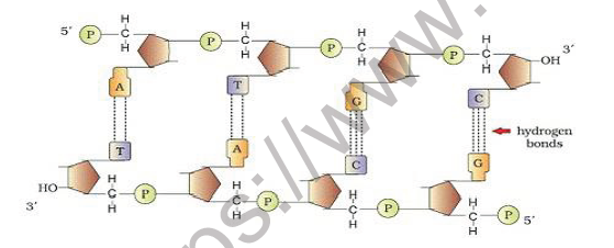 CBSE Class 12 Biology Molecular Basis of Inheritance Worksheet 5