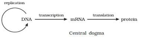 CBSE Class 12 Biology Molecular Basis of Inheritance Worksheet 6