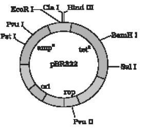 CBSE Class 12 Biology Principles And Processes of Biotechnology Worksheet