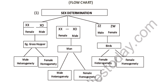 CBSE Class 12 Biology Principles of Inheritance And Variation Question Bank 2