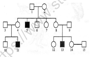 CBSE Class 12 Biology Principles of Inheritance And Variation Worksheet Set A 2