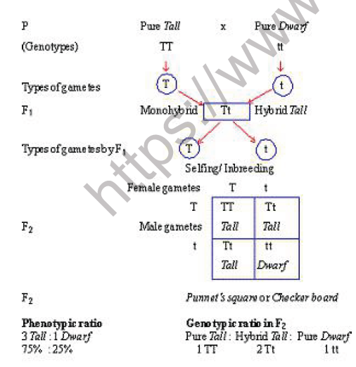 CBSE Class 12 Biology Principles of Inheritance And Variation Worksheet Set C 3