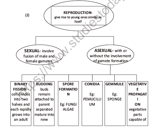 CBSE Class 12 Biology Reproduction In Organisms Question Bank 4