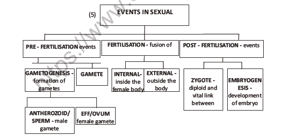 CBSE Class 12 Biology Reproduction In Organisms Question Bank 6