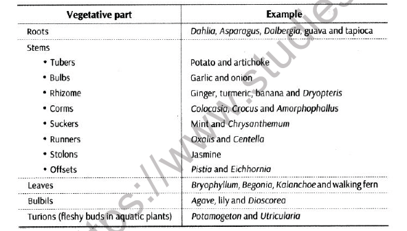 CBSE Class 12 Biology Reproduction In Organisms Worksheet 2